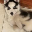 Kylo, Husky Siberiano
