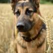 Falko, German Shepherd Dog