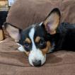 Isabelle, Corgi Galés De Pembroke