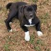 Winston, Altri cani