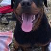Ragnar, Rottweiler