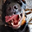 obelix, Beauceron