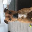 Pixel, Staffordshire Bull Terrier