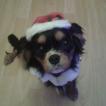 puppy, Cavalier King Charles Spaniel