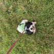 Queen Nefi, Shih Tzu