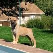 Reset, Staffordshire Bull Terrier