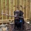 Teddy, Labrador Retriever