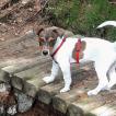 Rusty, Parson Jack Russell Terrier (De Pelaje Corto - Suave)