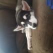 Shadow, Malamute