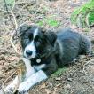 Axel, Border Collie