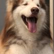 Simba, Malamute