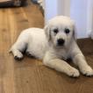 River, Golden Retriever