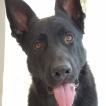 Revan, Perro Pastor Alemán