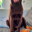 Wolf, Labrador Retriever
