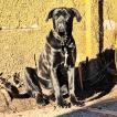 Polo, Cane Corso