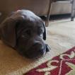Frodo, Cane Corso
