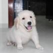 Muffin, Golden Retriever