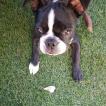 Rosie, Boston Terrier