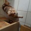 Praline, Pastor Australiano