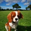 Holly, Cavalier King Charles