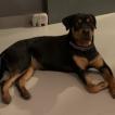 Honey, Rottweiler