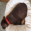 Hadley, Labrador Retriever