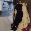 Vida, Cane da pastore belga
