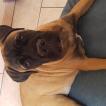 Ragnar, Bullmastiff
