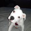 Harley, Bulldog americano