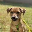 Nala, Parson Jack Russell Terrier (De Pelaje Corto - Suave)