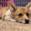 Dax, Corgi Galés De Pembroke