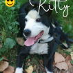kitty, Border Collie