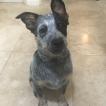 Luna, Perro australiano del ganado