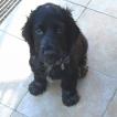 RAMBO, Cocker Spaniel