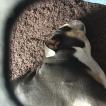 Scout, Bouledogue Anglais