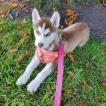 Natsu, Husky Siberiano