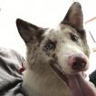 Tô ( Vecto, Border Collie