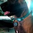 Luna, Pastor Belga