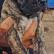 reys, Presa canario
