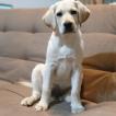 Sera, Labrador