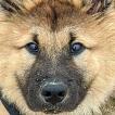 Mowgli, Eurasier