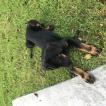 Rio, Beauceron