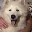 Simba, Samoyede