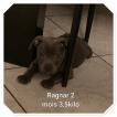 RAGNAR