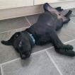 Dexter, Labrador Retriever