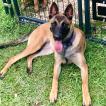 XENA, Cane da pastore belga