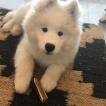 KUMA, Samoyedo