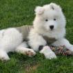 KUMA