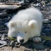 KUMA