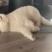KUMA